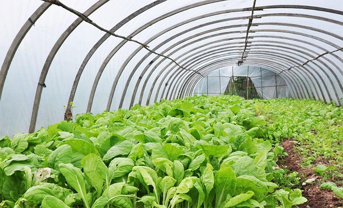 蔬菜死苗后巧預防